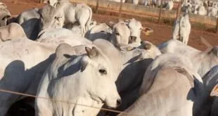 Bois nelore brancos reunidos em curral de fazenda em dia ensolarado