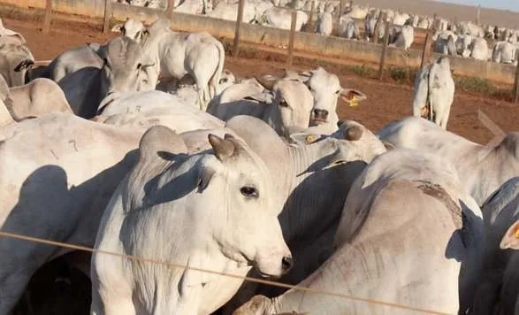 Bois nelore brancos reunidos em curral de fazenda em dia ensolarado
