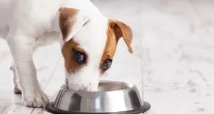 Cachorro parou de comer