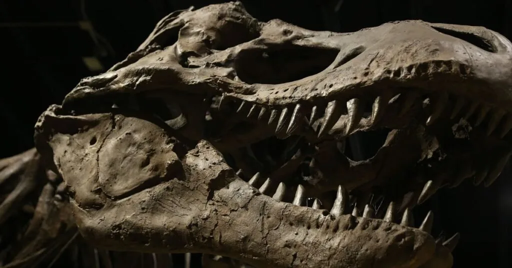 Crânio fossilizado de dinossauro com os dentes à mostra sobre fundo escuro