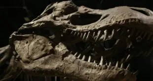 Crânio fossilizado de dinossauro com os dentes à mostra sobre fundo escuro