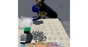 Cão pastor alemão sentado atrás de mesa com drogas, celulares e cédulas de real