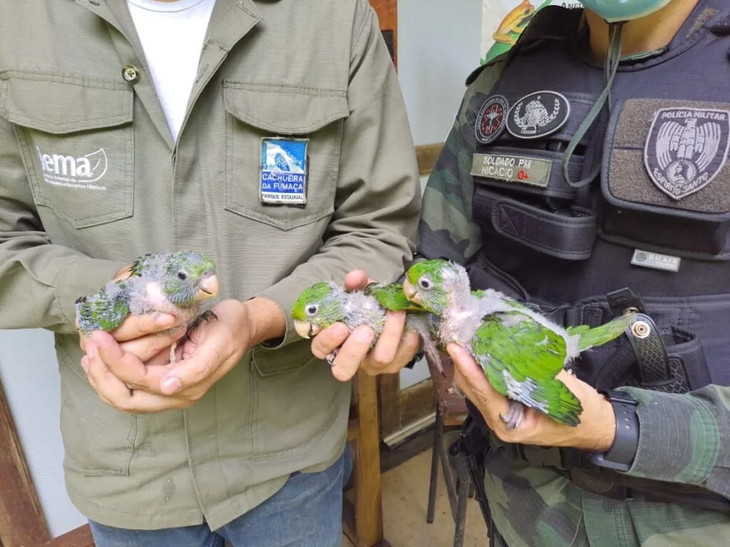 Agentes uniformizados segurando filhotes de aves de plumagem verde nas mãos