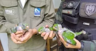 Agentes uniformizados segurando filhotes de aves de plumagem verde nas mãos