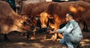 Homem agachado alimenta bois marrons em cocho de ração no pasto