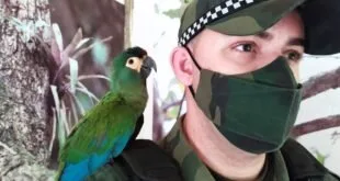 Policial fardado e de máscara com arara colorida pousada no ombro em meio à vegetação