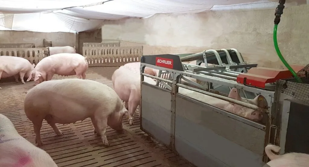 Porcos em baia de granja diante de equipamento automático de alimentação