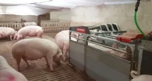 Porcos em baia de granja diante de equipamento automático de alimentação