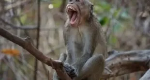 Macaco sentado em um galho com a boca escancarada em meio à vegetação