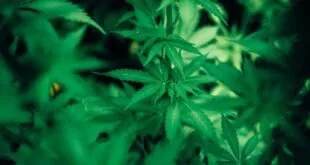 Folhas de cannabis verdes em close, imagem ilustrativa sobre o mercado da maconha