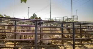 Bois brancos reunidos em currais de estrutura metálica em recinto de leilão