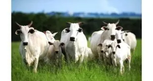 Rebanho de bois nelore brancos reunidos em pasto verde sob céu azul