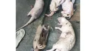 Animais silvestres mortos estendidos no chão de cimento, entre eles tatus e um gambá