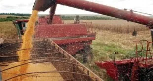 Colheitadeira despejando grãos em caçamba durante colheita em lavoura