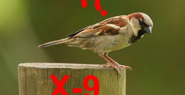 X-9: Sistema Pardal entrega Delatores