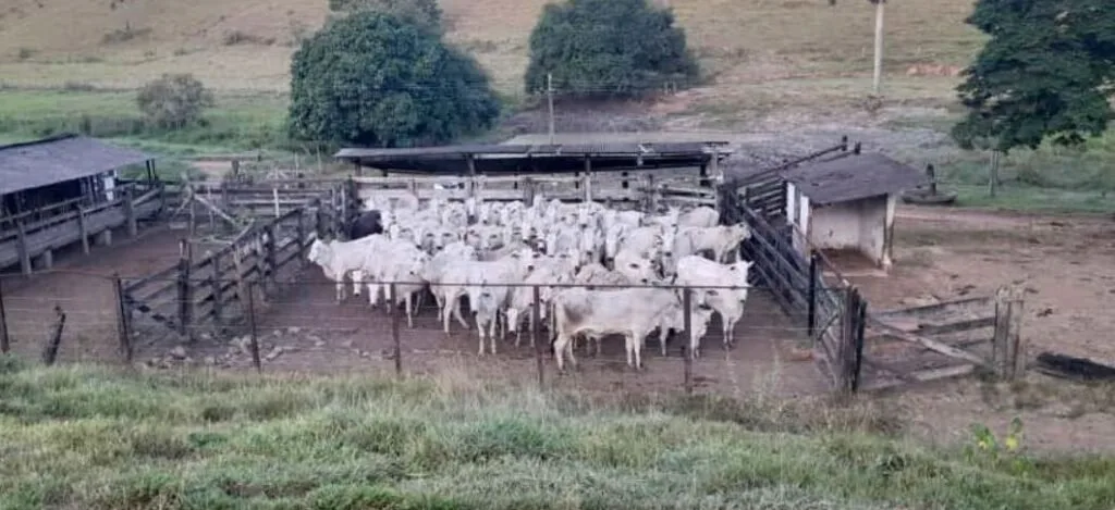 Rebanho de gado branco reunido em curral cercado às margens de área de pasto