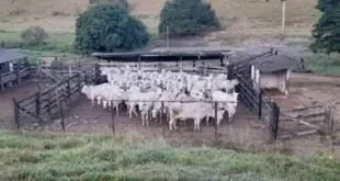 Rebanho de gado branco reunido em curral cercado às margens de área de pasto