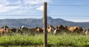 Liso ou Farpado: Cinco itens para observar