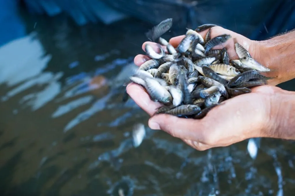 Mão segurando punhado de peixes pequenos sobre tanque de criação