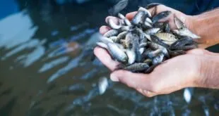 Mão segurando punhado de peixes pequenos sobre tanque de criação