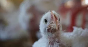 Pinto branco de granja em primeiro plano dentro de aviário com outras aves
