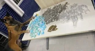 Cão policial apoia as patas em mesa coberta de embalagens de droga e munições