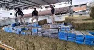 Agentes de colete diante de grande pilha de fardos embalados sobre feno em galpão