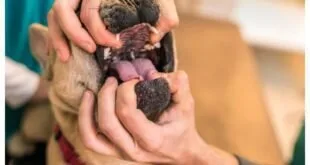 Mãos de pessoa abrindo a boca de um cachorro para examinar os dentes