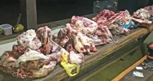 Pedaços de carne bovina crua espalhados sobre bancada escura