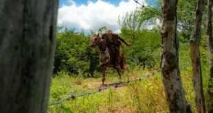 Vaqueiro de chapéu de couro cavalga cavalo marrom em trilha de mata vista atrás de cerca de arame