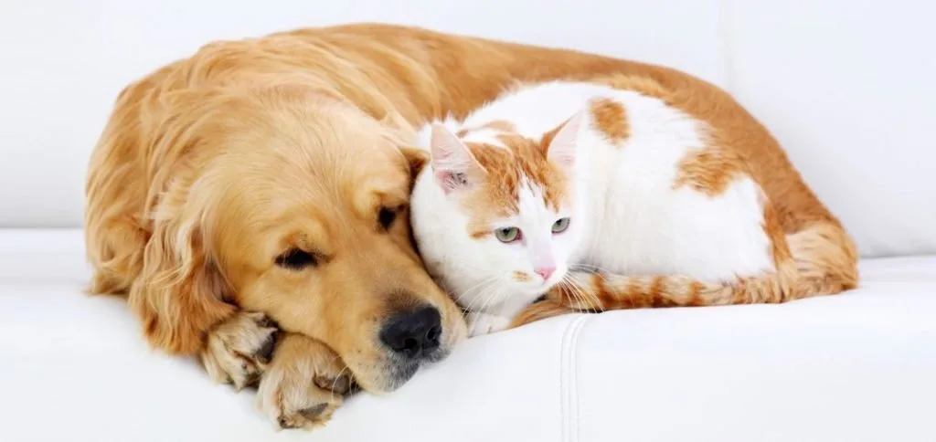 Cão dourado deitado ao lado de gato branco e laranja sobre sofá claro