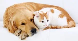Cão dourado deitado ao lado de gato branco e laranja sobre sofá claro
