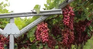 Cachos de uvas rosadas pendurados em parreiral sob estrutura de arames