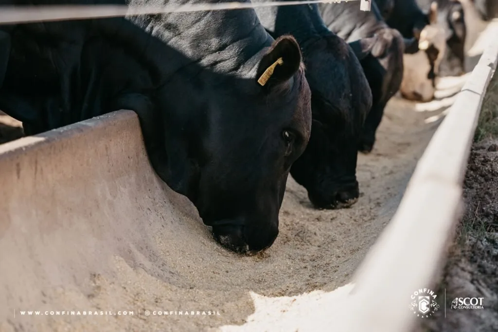 Bois pretos com brinco de identificação comendo ração em cocho de confinamento