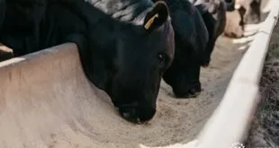 Bois pretos com brinco de identificação comendo ração em cocho de confinamento