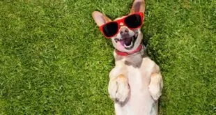 Turismo com Pet’s se mantém em alta