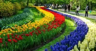 Canteiro curvo de tulipas coloridas florido dentro de parque arborizado