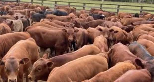 Rebanho de bois de pelagem avermelhada reunido em pasto verde