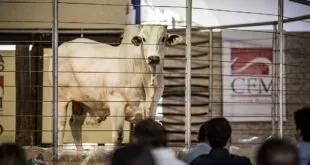 Touro de pelagem clara exposto em recinto de madeira diante de público em leilão