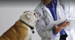 Cão bulldog ao lado de veterinário de jaleco branco segurando prancheta digital