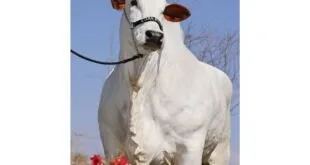 Bovino nelore branco posando com cabresto em campo com flores vermelhas