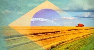 Bandeira do Brasil sobreposta a lavoura dourada, arte ilustrativa sobre economia