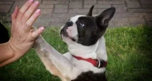 Cachorro preto e branco levantando a pata para a mão de uma pessoa em gramado