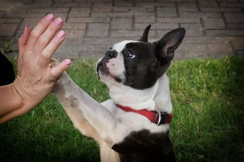 Cachorro preto e branco levantando a pata para a mão de uma pessoa em gramado