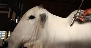 Boi branco em galpão de fazenda, imagem ilustrativa sobre pecuária