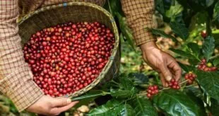 Mãos colhendo frutos vermelhos de café em cesto durante a colheita
