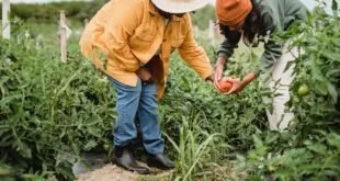 Duas mulheres colhendo tomate em plantação a céu aberto