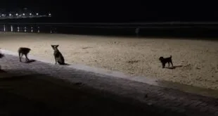 Cães de Rua Defecam na Praia do Morro