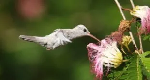 Beija-flor de plumagem branca voando ao lado de flores rosadas em galho verde
