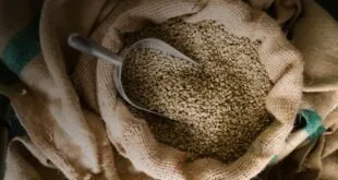 Saco de estopa cheio de grãos de café verdes com pá metálica enterrada